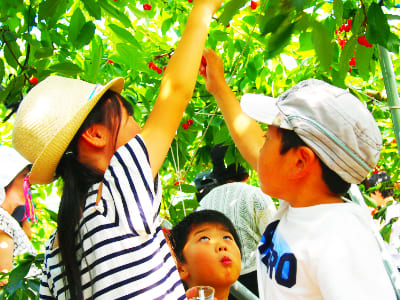 みんなさくらんぼに夢中